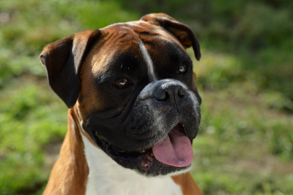 Cute portrait animal