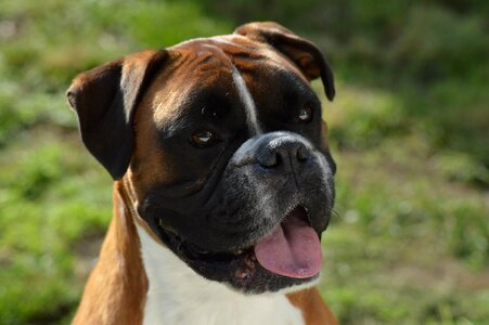 Cute portrait animal
