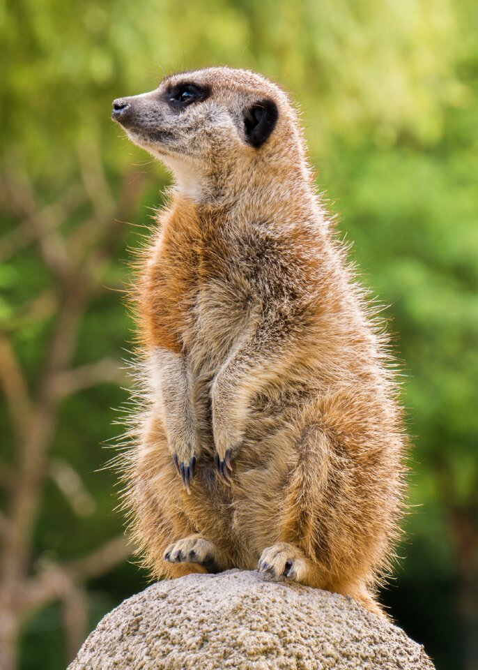 Animals animal world zoo