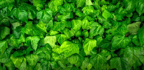 Trickle ivy leaf