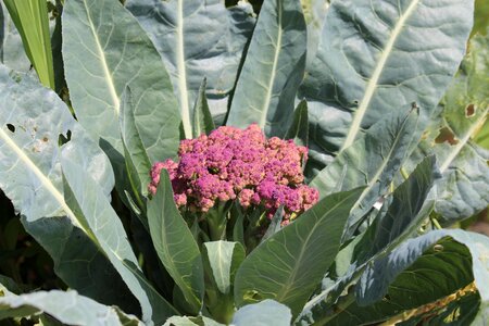 Leaves vegetables nutrition
