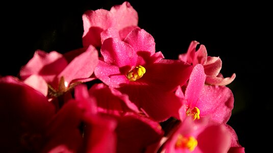 Shimmer sunlight plant