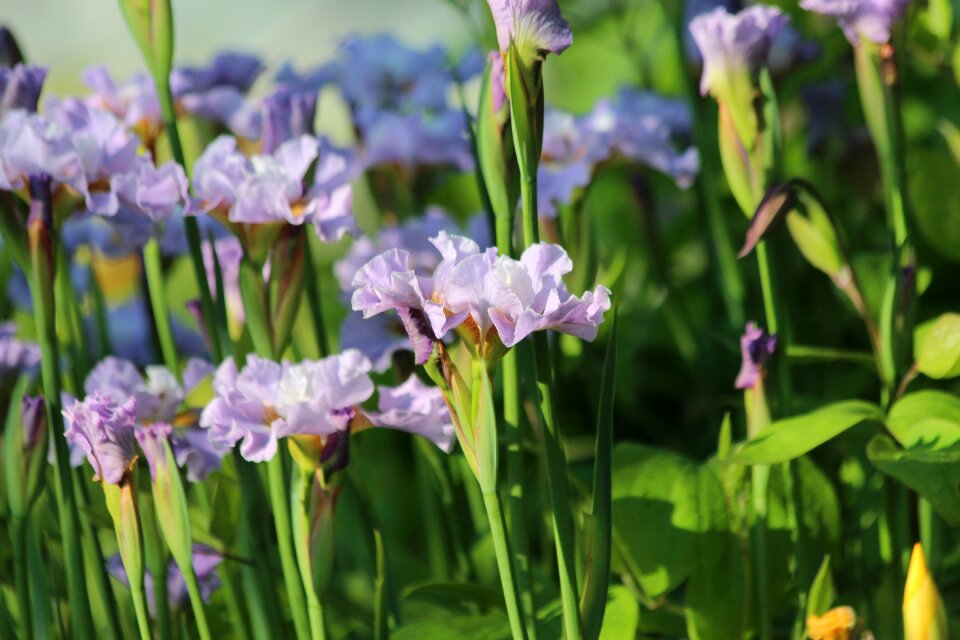 Handsomely nature garden flowers
