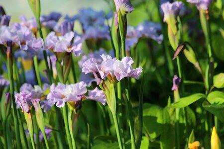 Handsomely nature garden flowers