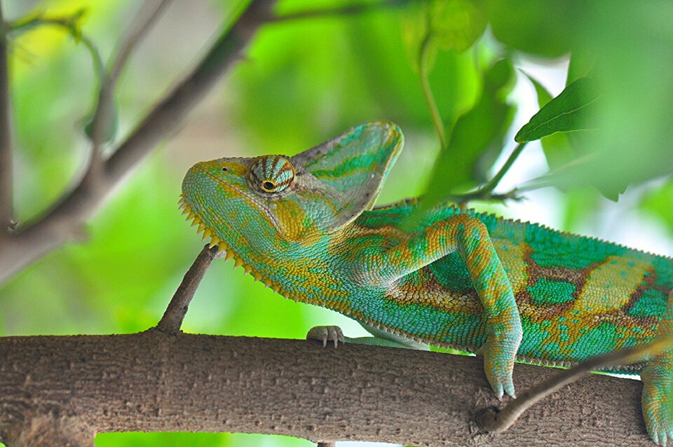 Close exotic green