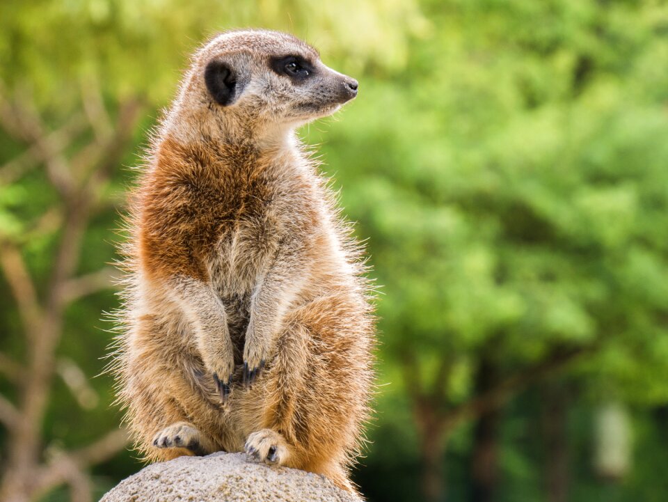 Meerkat animal cute