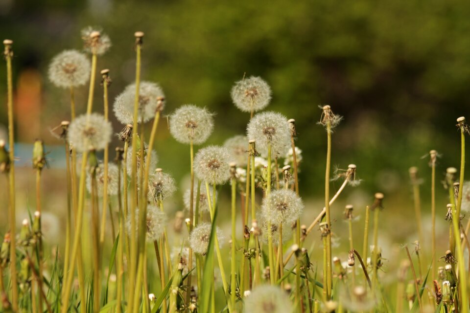 Plants flowers nature