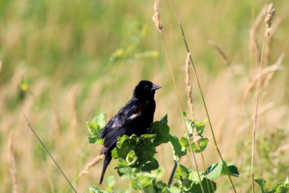 Red-winged blackbird fledgling bird