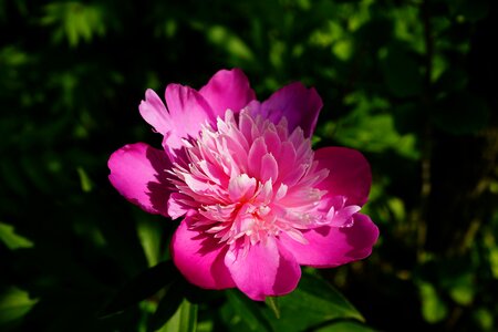 Garden pink skin