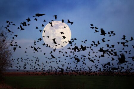 Stol night nature