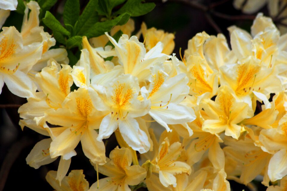 Flowers shrub nature