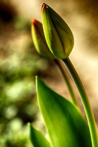 Natur garden spring