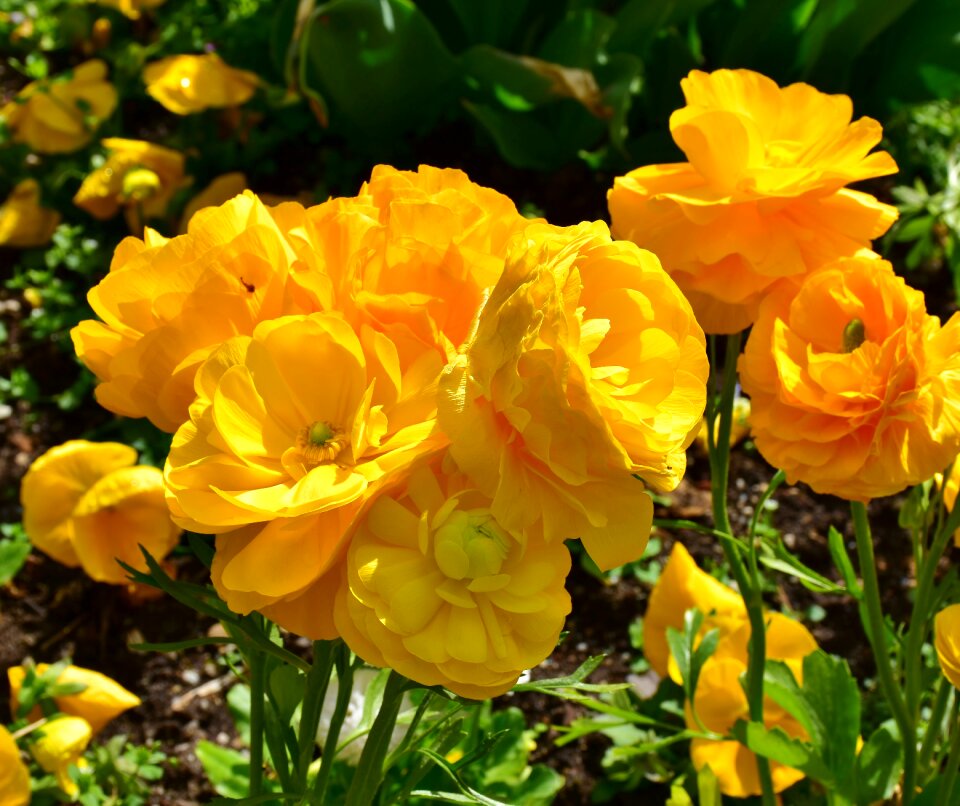 Plant yellow hahnenfußgewächs photo