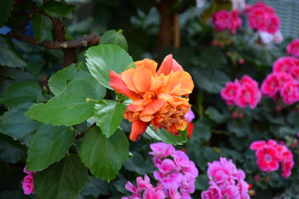 Orange garden balcony