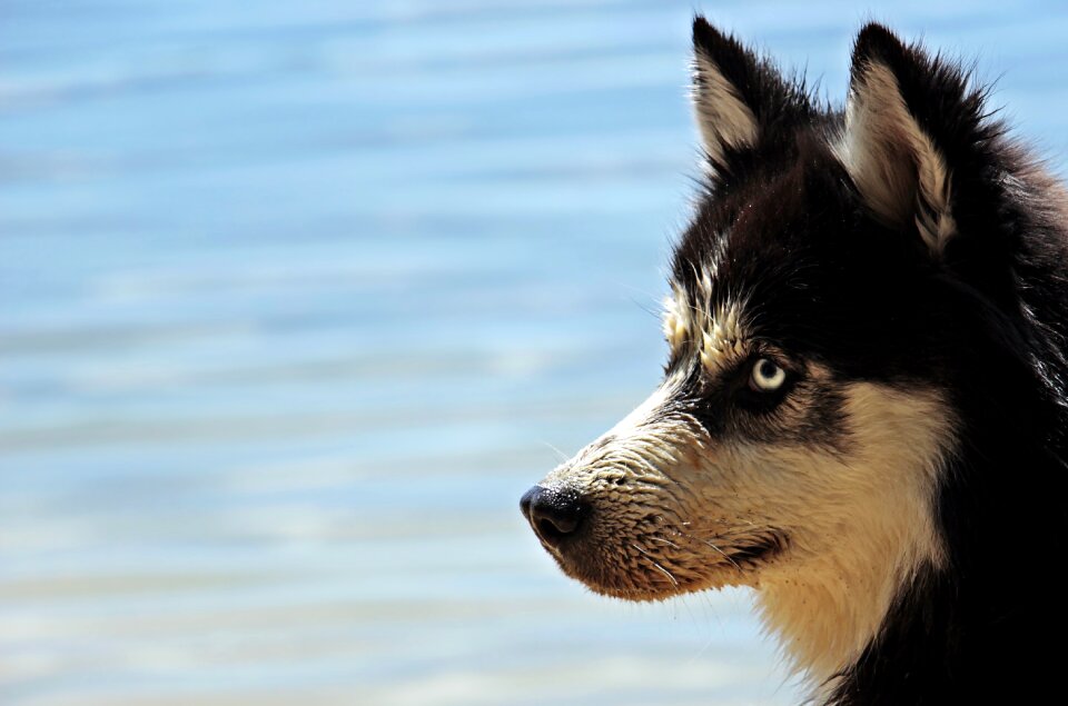 Siberian husky animal sled dog