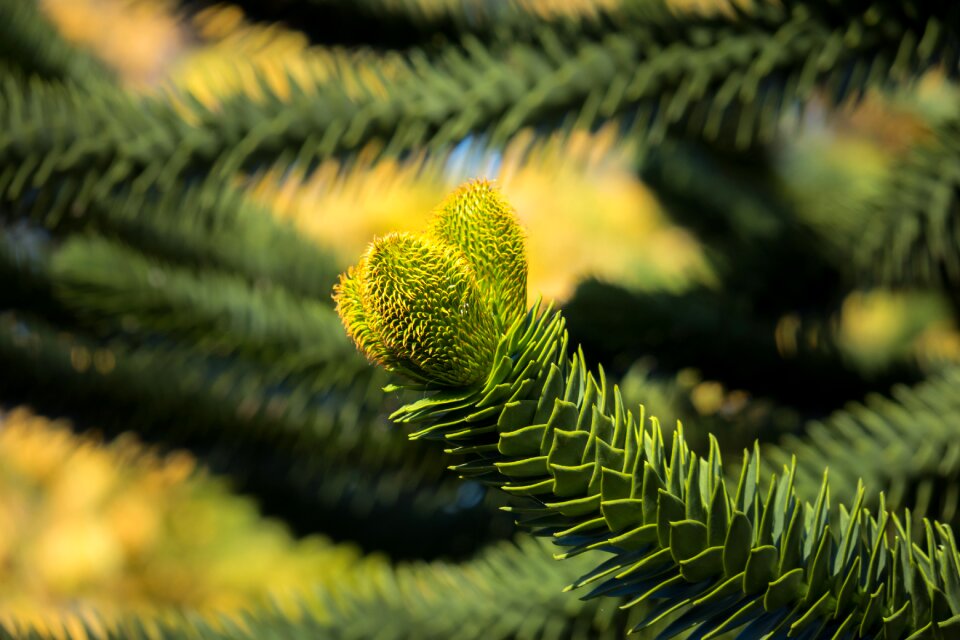 Snake tree shed fir monkey puzzle tree