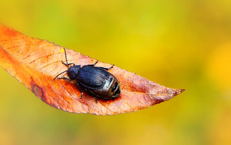 The beetle antennae animals photo