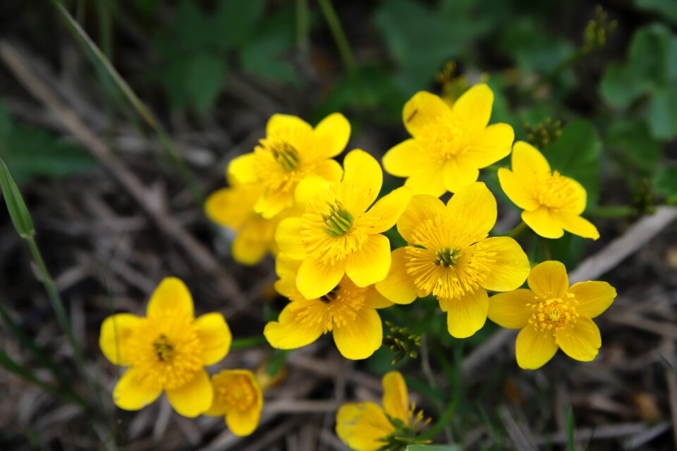 Yellow bloom nature