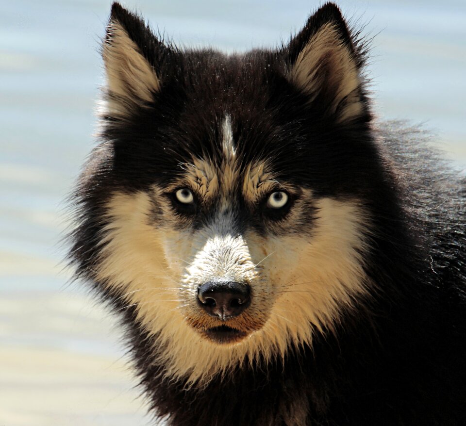 Animal sled dog snow dog