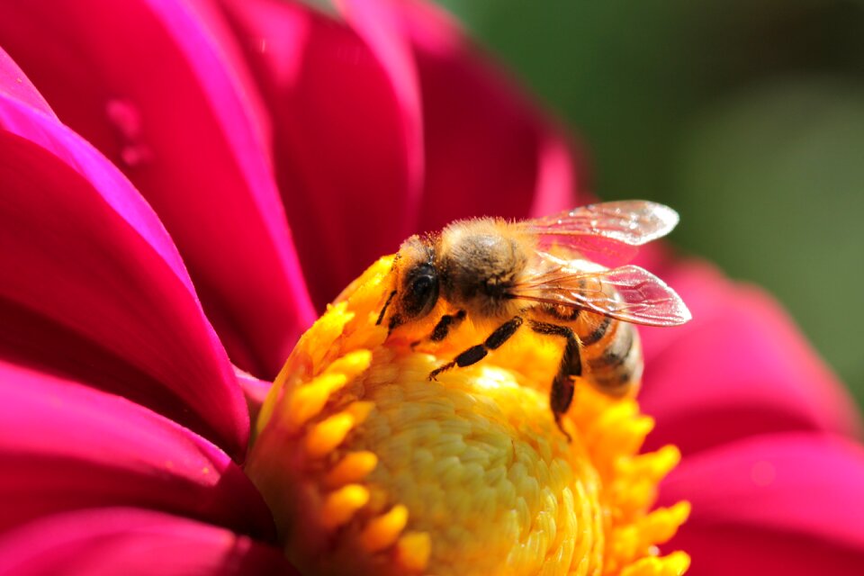 Bloom garden bee