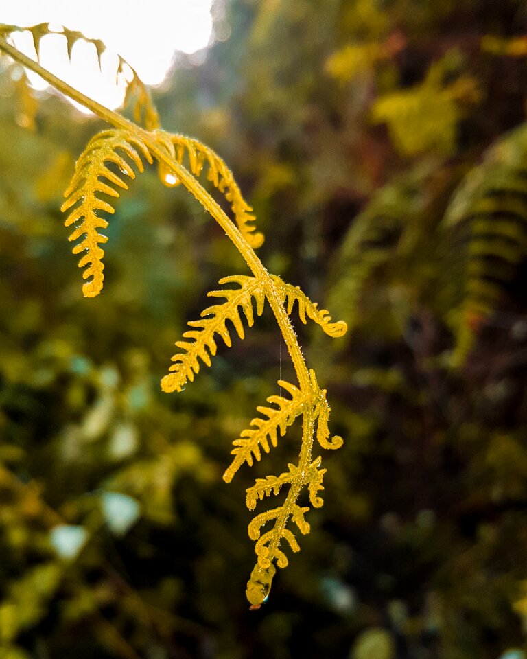 Beautiful branch nature