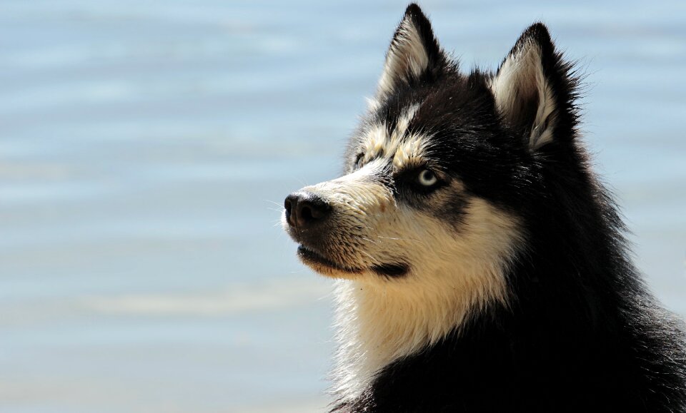 Animal sled dog snow dog