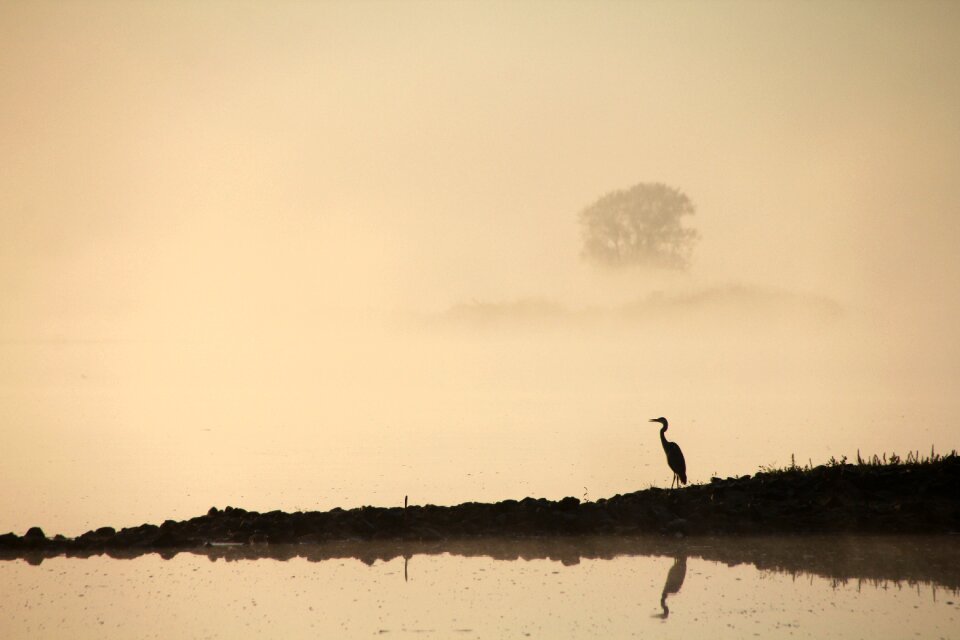 Oderbruch bird morgenstimmung