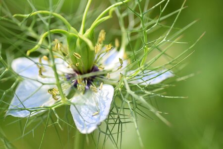 Flower blue flower fragile