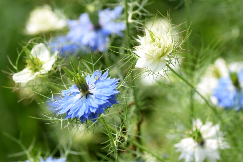 Garden summer spring