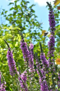 Flora flower garden