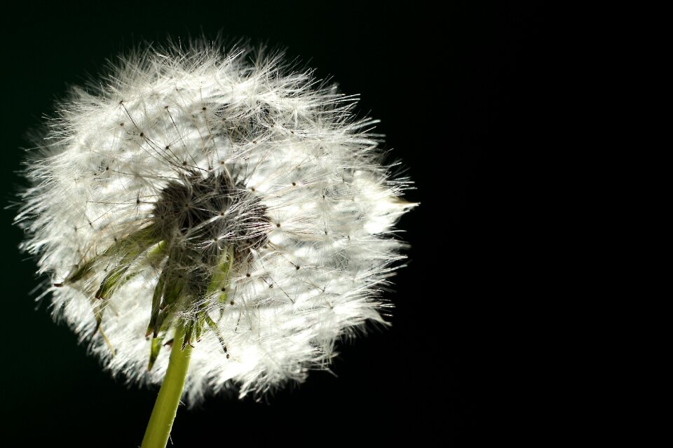 Close up nature flower