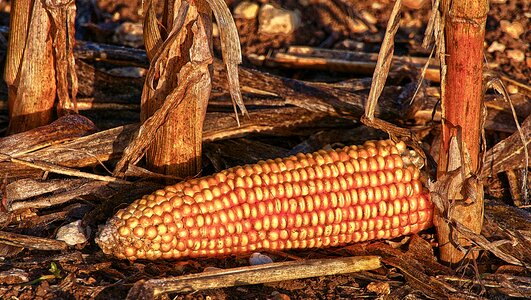 Harvested autumn corn kernels