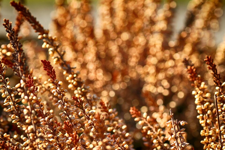 Nature plant brown growth