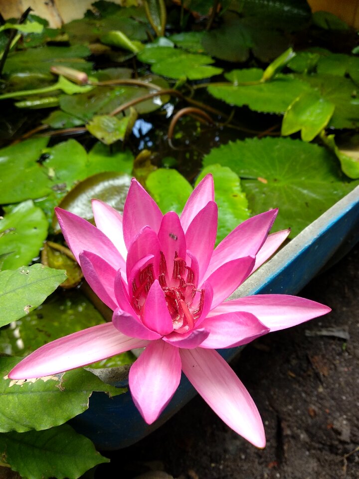 Aquatic flaunted bloom