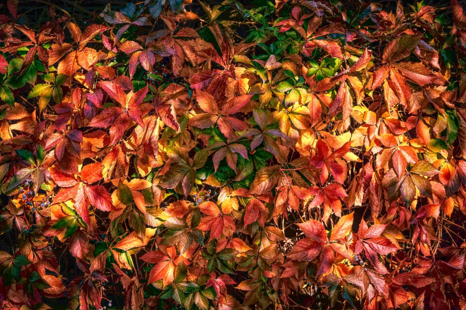 Colorful fall foliage nature