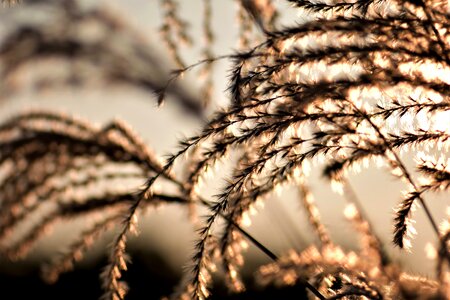 Grasses nature plant