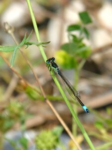 Dragonfly damselfly ischnura elegans