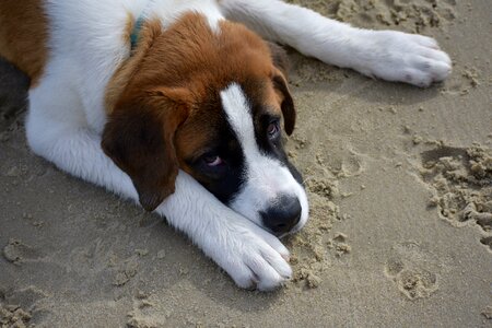 Sea sand pet