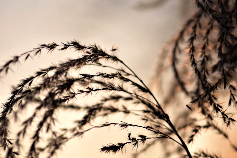 Grasses nature plant