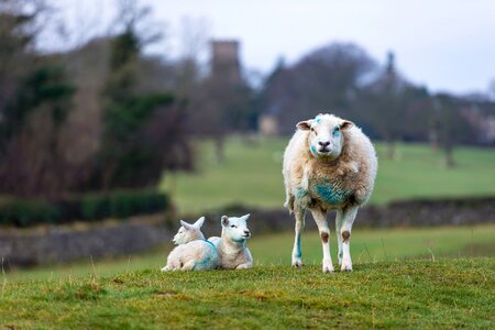 Agriculture livestock lamb photo