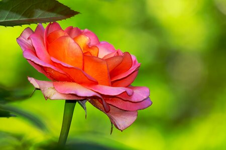 Bloom orange rose flower photo