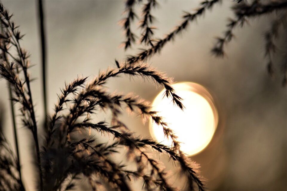 Grasses nature plant