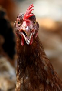 Bird agriculture brown