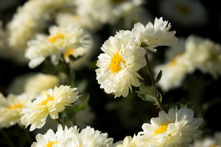 Flower blossom bloom