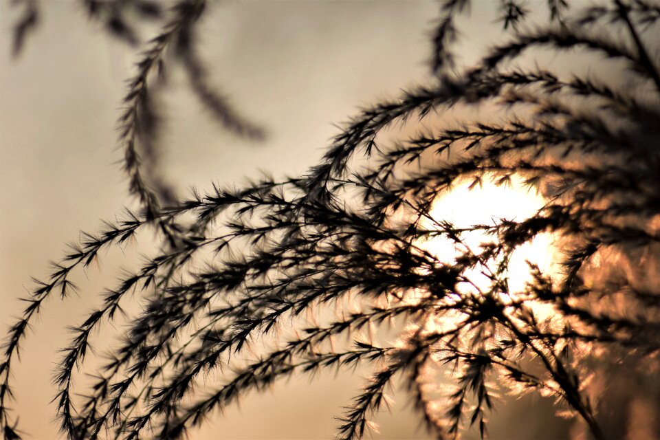 Grasses nature plant
