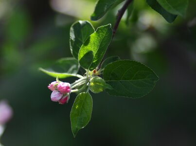 March fruit casey