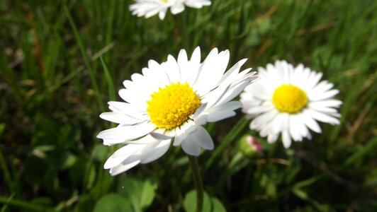 Macro garden daisies