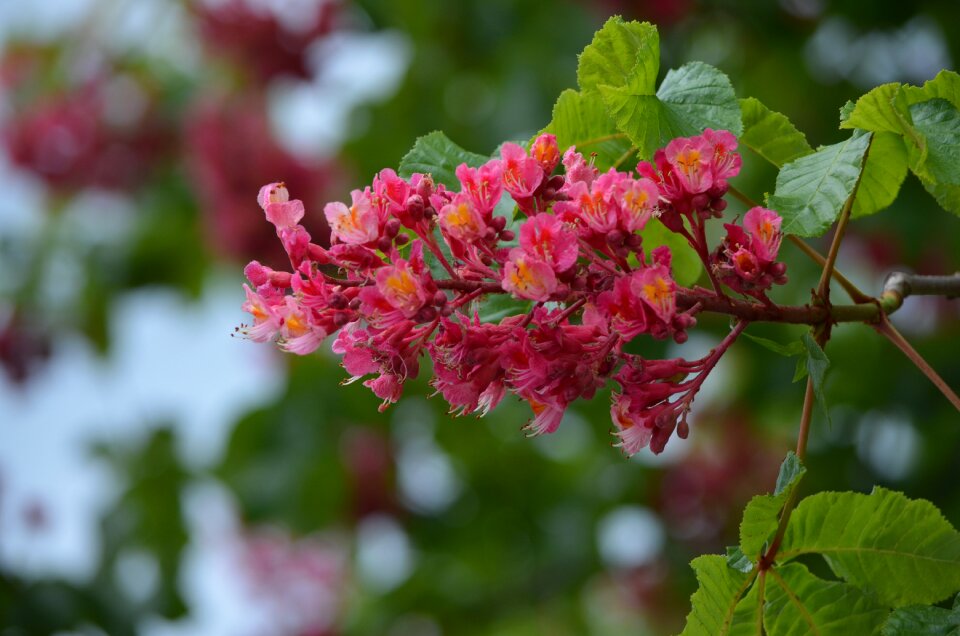 Flora bloom blossom