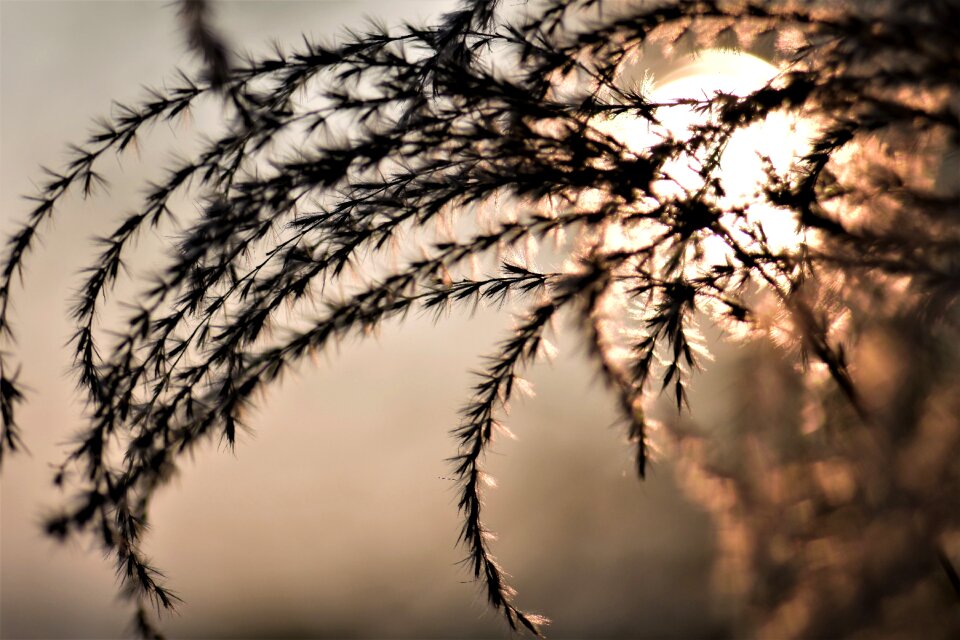 Grasses nature plant
