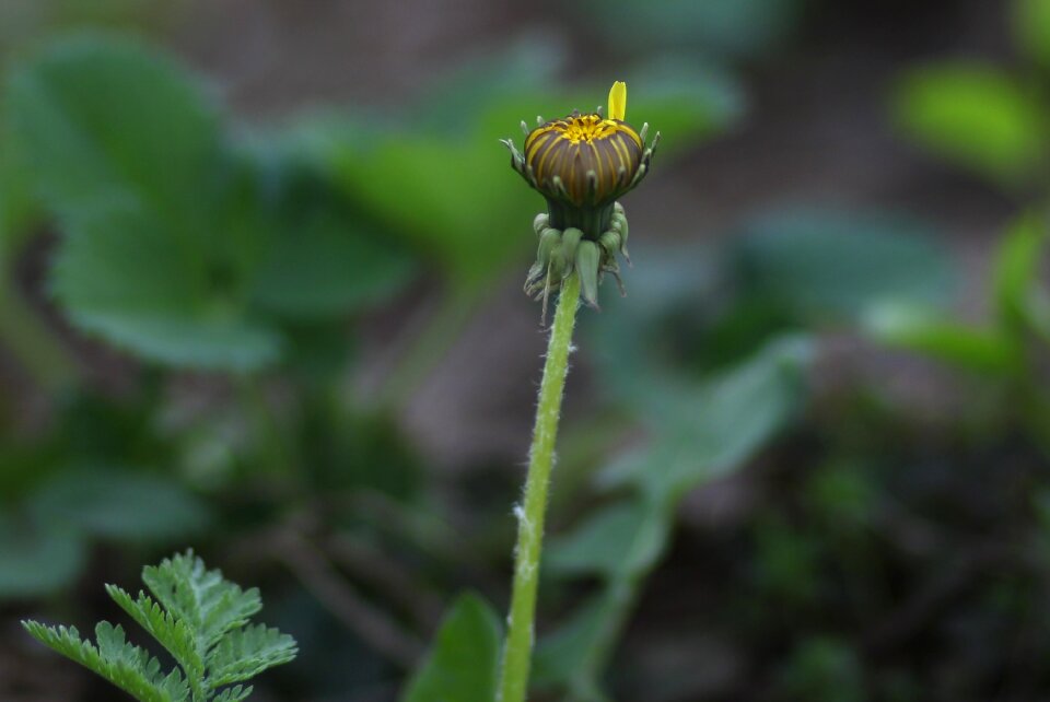 Plant spring nature